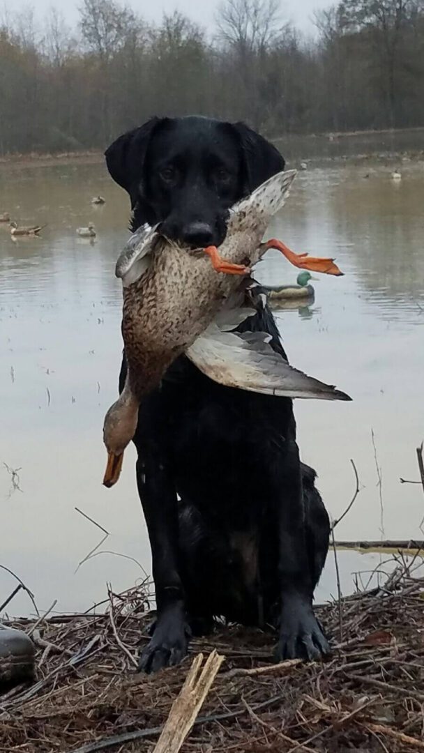 Black dog holding a duck