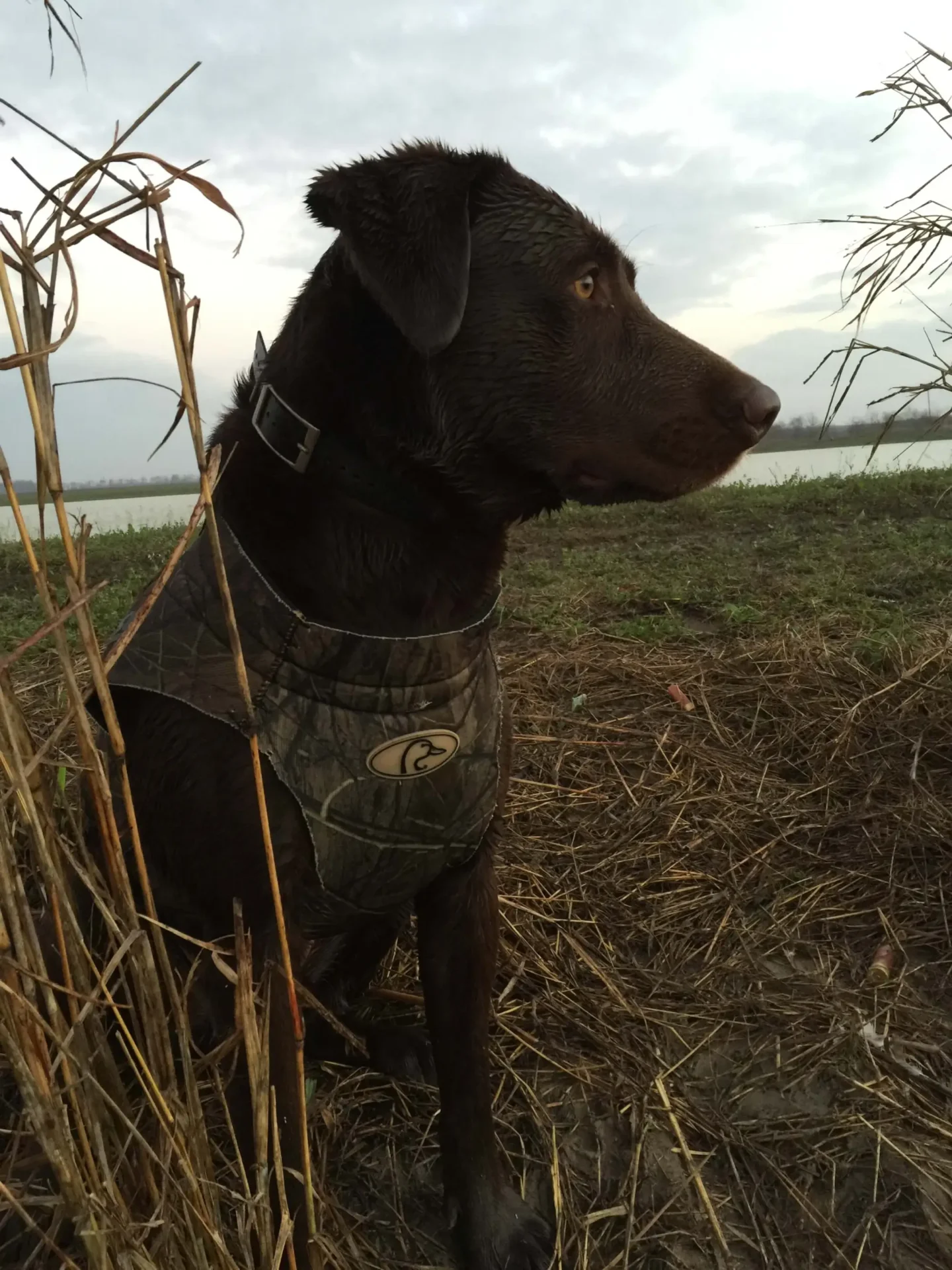 a black dog looking from a far